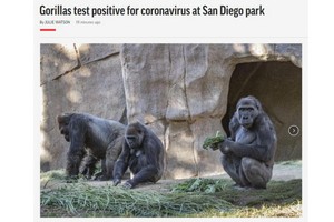 圖為感染新冠的大猩猩。（圖源：互聯網）