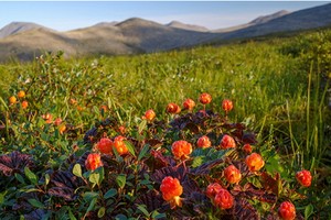 俄國遠東地區的野莓由於價格下跌及當地加工設施嚴重不足，出口量因而飆升。