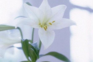 （示意圖源：互聯網） 