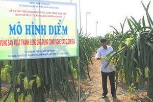 圖為隆安省州城縣隆池鄉火龍果園模式。（圖源：隆安報）