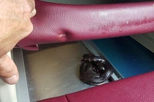 人們發現一條蛇竄進車座墊底下。（圖源：N. Sơn）