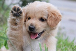 （示意圖源：互聯網） 