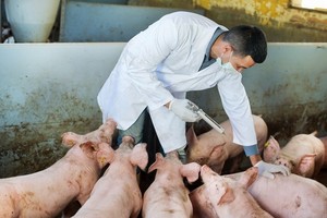 獸醫人員在給豬群接種疫苗。（示意圖源：耀基）