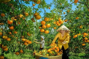 兩名女農夫在收穫紅橘。（圖源：秋莊）