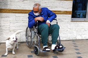 森圖爾克20日獲准出院，一坐著輪椅出來，珠珠就興奮地搖著尾巴團團轉，顯然不願再跟主人分開。（圖源：AP）