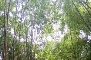 不少遊客選擇友善環境的旅程。