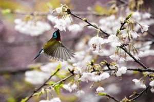 （示意圖源：互聯網） 