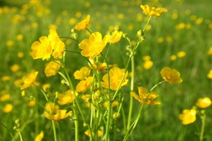 （示意圖源：互聯網） 