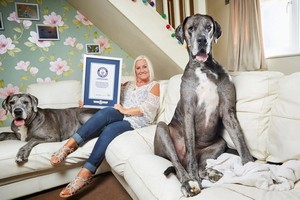 世界上最高的狗狗弗雷迪。（圖源：互聯網）