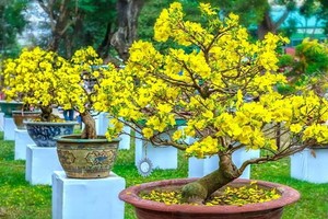 自昨(1)日起至本月10日(即春節前夕)，本市與南部區域天氣晴朗，晚上在若干地方出現陣雨。（示意圖源：互聯網）