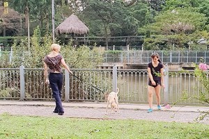 民眾帶著犬隻到饒祿－氏藝河畔公園（平盛郡第十九坊阮玉方街）大小便。