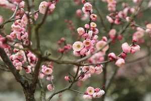 朶朶希望迎向春