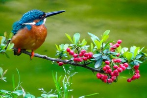 （示意圖源：互聯網） 