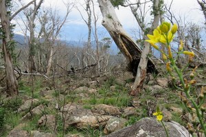 澳洲維多利亞高原大火後，百合花開花，桉樹重生。（圖源：Getty Images）