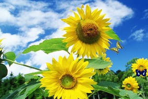 （示意圖源：互聯網） 