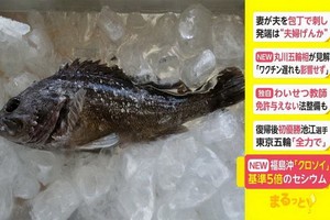 日本再次捕撈到含有放射性物質超標的魚類。（圖源：互聯網）
