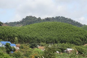 植樹造林為德樂省米德克縣的裸露山體披綠作出貢獻。（圖源：越通社）