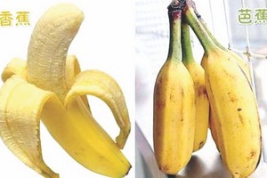 “香蕉和芭蕉”長得很像  營養卻差很多
