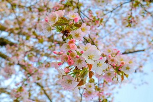 （示意圖源：互聯網） 