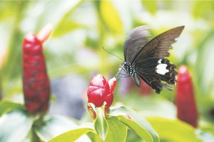 蝴蝶採花　施根強　攝