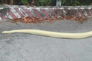 2月26日傍晚，人們在登杉山途中遇到一條罕見的白花蟒在路邊爬行。（圖源：T. Nốt）