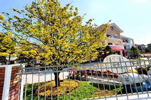 圖為順化市供水股份公司門前的一棵盛開梅花。（圖源：明嗣）