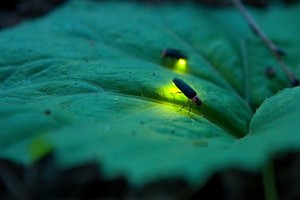 （示意圖源：互聯網） 