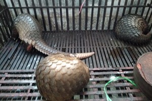 職能力量查獲三隻被非法圈養的穿山甲。（圖源：P.Mai）