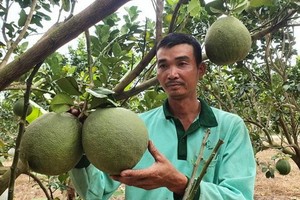 綠皮柚跌價滯銷