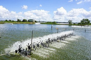 圖為南部某一草蝦養殖場。