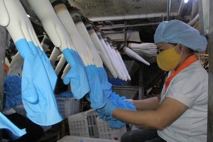 醫用手套生產線一瞥。（圖源：阮映）