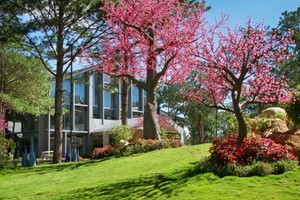 越南有 3 個觀賞櫻花綻放地點