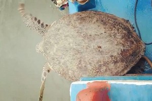珍稀麗龜被放歸大海
