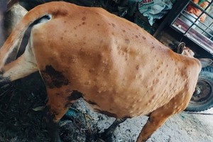 廣義省出現牛結節疹