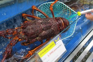 圖為一隻南澳巨型龍蝦。（圖源：玉映）