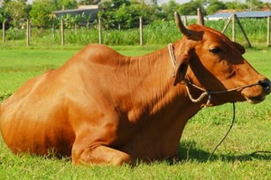 （示意圖源：互聯網） 