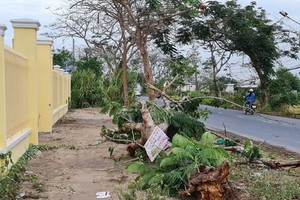 一棵鳳凰樹連根拔起壓死一名女護士。