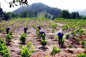 植樹造林活動。（圖源：互聯網）