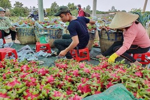 火龍果採摘後就地分類。（圖源：中正）