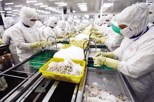 後江省Cafatex公司的蝦類出口加工一瞥。