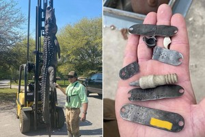 美肉店在鱷魚體內發現５個狗牌