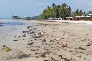 富國島海星死亡原由