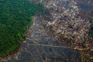 亞馬遜雨林濫伐問題未因冠病大流行減緩，在2020年多達230萬公頃的雨林面積消失。（圖源：Getty Images）