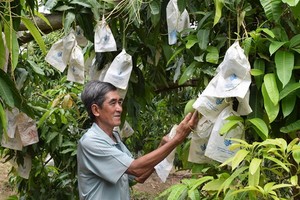 芒果出口額力爭達逾６億美元