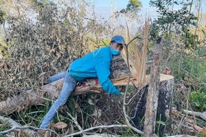 大塊面積的森林遭到大肆砍伐的現場。（圖源：T.X）