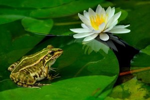 （示意圖源：互聯網） 