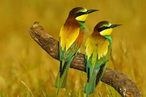 （示意圖源：互聯網） 