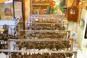 嘉富福建菜館福建肉粽每年都備受食客喜歡。