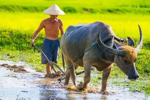 （示意圖源：互聯網） 