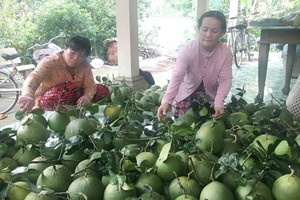 檳椥省農民收穫柚子。